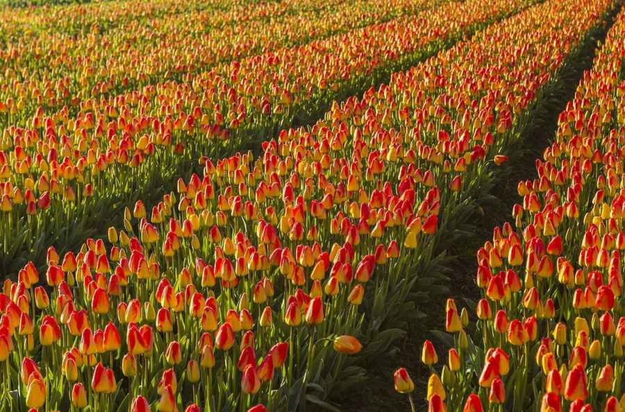 rows of red tulips growing